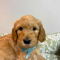 Brown/Grey Collar, a male Goldendoodle for sale in Troutman, NC – Photo 7 of 8