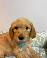 Brown Collar, a male Goldendoodle for sale in Troutman, NC – Photo 6 of 7