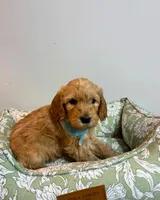 Brown Collar, a male Goldendoodle for sale in Troutman, NC – Photo 5 of 7