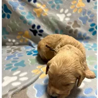 Brown/Grey Collar, a male Goldendoodle for sale in Troutman, NC – Photo 5 of 8
