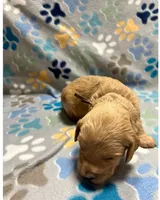 Brown Collar, a male Goldendoodle for sale in Troutman, NC – Photo 4 of 7