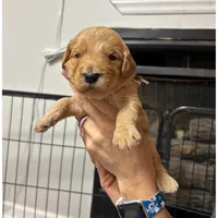 Brown/Grey Collar, a male Goldendoodle for sale in Troutman, NC – Photo 3 of 8