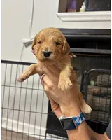 Brown Collar, a male Goldendoodle for sale in Troutman, NC – Photo 2 of 7
