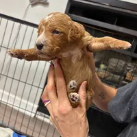 Purple Collar, a female Goldendoodle for sale in Troutman, NC – Photo 2 of 3