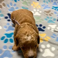 Purple Collar, a female Goldendoodle for sale in Troutman, NC – Photo 1 of 3