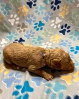 processed/6d113c41-bf2d-4999-932d-d99dc0067914/listing/d9257472-40d7-47fe-96b3-35da748b79d1/4e2ef0dc-3dcf-4717-81ca-e407c1ad7ba8