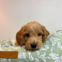 Green Collar, a male Goldendoodle for sale in Troutman, NC – Photo 2 of 8