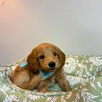 Green Collar, a male Goldendoodle for sale in Troutman, NC – Photo 6 of 8