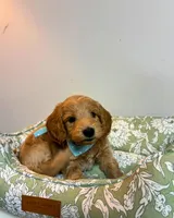 Green Collar, a male Goldendoodle for sale in Troutman, NC – Photo 5 of 7
