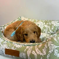 Green Collar, a male Goldendoodle for sale in Troutman, NC – Photo 7 of 8