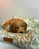 Green Collar, a male Goldendoodle for sale in Troutman, NC – Photo 6 of 7