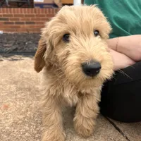 Green Collar, a male Goldendoodle for sale in Troutman, NC – Photo 1 of 8