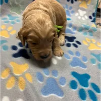 Green Collar, a male Goldendoodle for sale in Troutman, NC – Photo 4 of 8