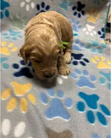 Green Collar, a male Goldendoodle for sale in Troutman, NC – Photo 3 of 7