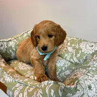 Green Collar, a male Goldendoodle for sale in Troutman, NC – Photo 8 of 8