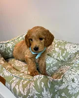 Green Collar, a male Goldendoodle for sale in Troutman, NC – Photo 7 of 7