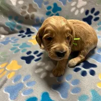 Green Collar, a male Goldendoodle for sale in Troutman, NC – Photo 5 of 8