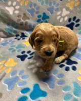 Green Collar, a male Goldendoodle for sale in Troutman, NC – Photo 4 of 7