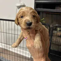 Green Collar, a male Goldendoodle for sale in Troutman, NC – Photo 3 of 8