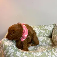 Dark Pink, a female Goldendoodle for sale in Troutman, NC – Photo 5 of 7