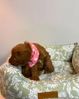 Dark Pink, a female Goldendoodle for sale in Troutman, NC – Photo 5 of 7