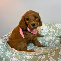 Dark Pink, a female Goldendoodle for sale in Troutman, NC – Photo 6 of 7