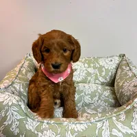 Dark Pink, a female Goldendoodle for sale in Troutman, NC – Photo 1 of 7