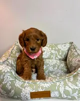 Dark Pink, a female Goldendoodle for sale in Troutman, NC – Photo 1 of 7