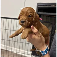 Dark Pink, a female Goldendoodle for sale in Troutman, NC – Photo 4 of 7