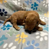 Dark Pink, a female Goldendoodle for sale in Troutman, NC – Photo 2 of 7
