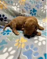 Dark Pink, a female Goldendoodle for sale in Troutman, NC – Photo 2 of 7