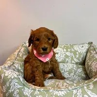 Dark Pink, a female Goldendoodle for sale in Troutman, NC – Photo 7 of 7