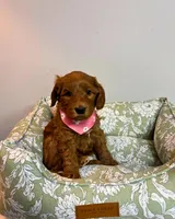 Dark Pink, a female Goldendoodle for sale in Troutman, NC – Photo 7 of 7