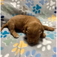 Dark Pink, a female Goldendoodle for sale in Troutman, NC – Photo 3 of 7