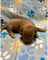 Dark Pink, a female Goldendoodle for sale in Troutman, NC – Photo 3 of 7