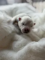 processed/6d11a35d-e48f-482f-88d9-84531793596b/listing/0aadb3f9-03a7-4072-b2fa-874c10155018/5a8d96a3-8a88-4c7a-9ab0-ed5b51f40641