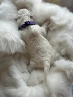 Purple Boy, a male Samoyed for sale in Lakeville, MN – 3 of 8