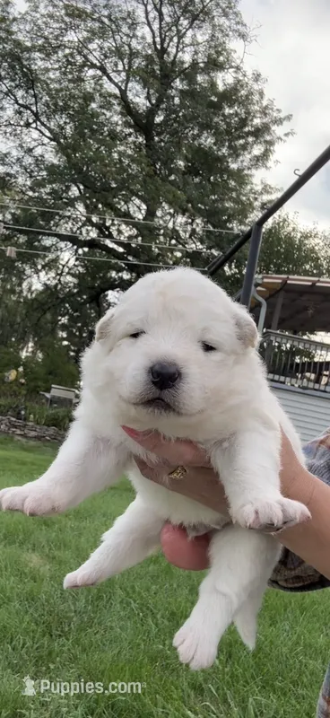 Green Boy – Samoyed puppy for sale in Lakeville, MN