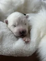 Black Boy, a male Samoyed for sale in Lakeville, MN – 2 of 10