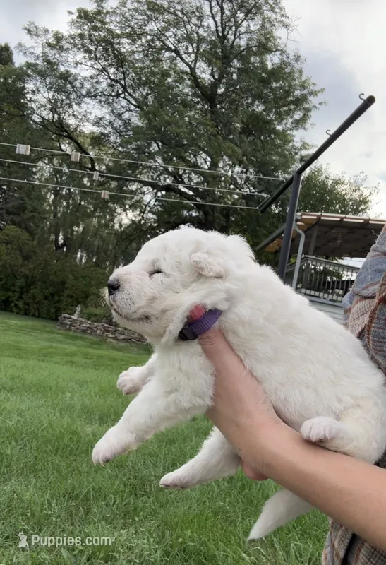 Purple Boy – Samoyed puppy for sale in Lakeville, MN