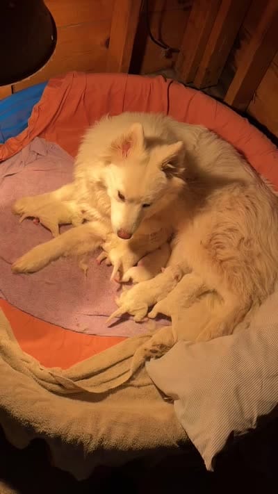 Pink Girl, a female Samoyed for sale in Lakeville, MN – 10 of 10