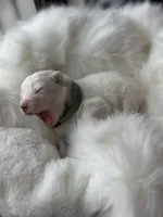 processed/6d11a35d-e48f-482f-88d9-84531793596b/listing/2ec2620d-a6ba-451e-9e1b-5e503f2a6309/ae217d41-6fae-4173-8bfe-8fbd030ed740