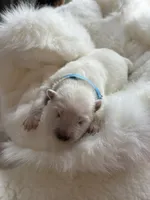 Light Blue Boy, a male Samoyed for sale in Lakeville, MN – 6 of 9