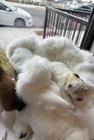Yellow Boy, a male Samoyed for sale in Lakeville, MN – 6 of 8
