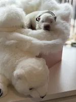 processed/6d11a35d-e48f-482f-88d9-84531793596b/listing/50e19df0-109e-42eb-a7e3-94b5b6e63251/21f874b9-0697-4053-840c-bafba9e32540