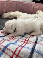 processed/6d11a35d-e48f-482f-88d9-84531793596b/listing/50e19df0-109e-42eb-a7e3-94b5b6e63251/ee5b107d-0136-4172-a6be-37bd4ea9b513