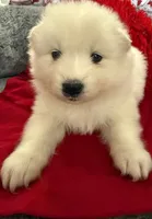 processed/6d11a35d-e48f-482f-88d9-84531793596b/listing/5a146345-589f-4dfc-9040-a3f49ac8f2f3/19afc82e-e57c-4fb2-988c-be45e76504ea