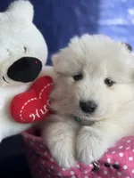 processed/6d11a35d-e48f-482f-88d9-84531793596b/listing/5a146345-589f-4dfc-9040-a3f49ac8f2f3/aa2b1bb4-f1ce-4b5f-b94d-684899d2a15f