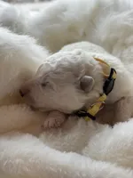 Yellow Boy, a male Samoyed for sale in Lakeville, MN – 5 of 8
