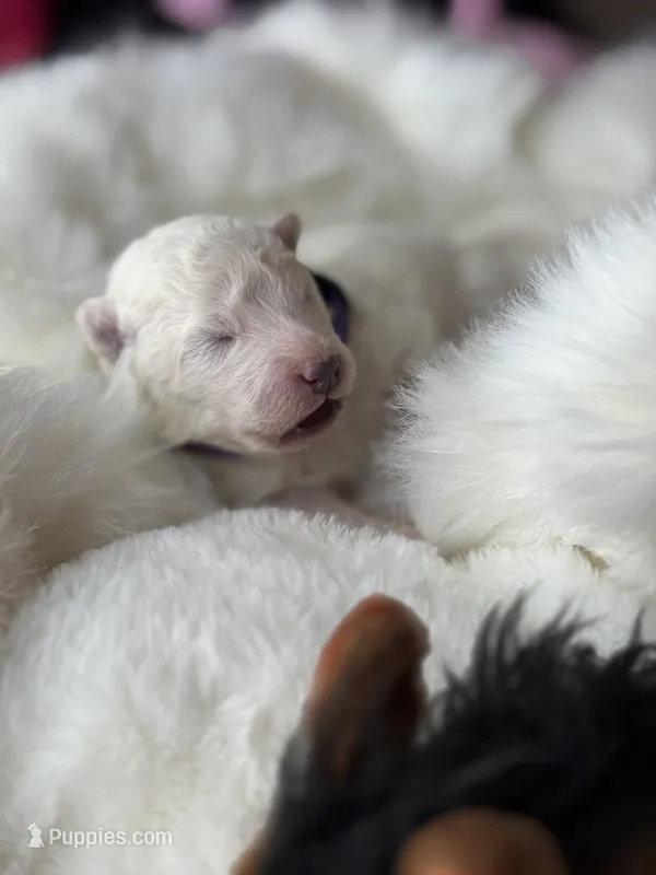 Purple Boy – Samoyed puppy for sale in Lakeville, MN